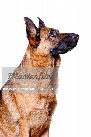 young german shepard background isolated on white
