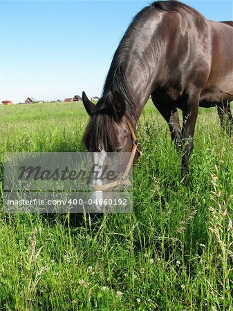 Horse grazing on a meadow