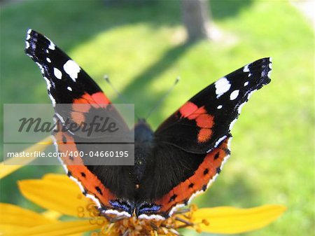 Red admiral butterfly (Vanessa Atalanta) on yellow flower