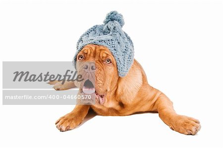 French Mastiff lying down wearing a fuzzy hat isolated on white