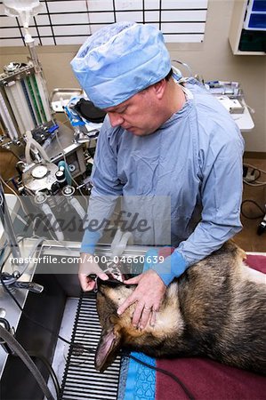 Veterinarian with dog underanesthesia ready for an operation
