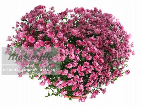 Potted magenta chrysanthemums bush in heart shape (with dew, isolated on white background)