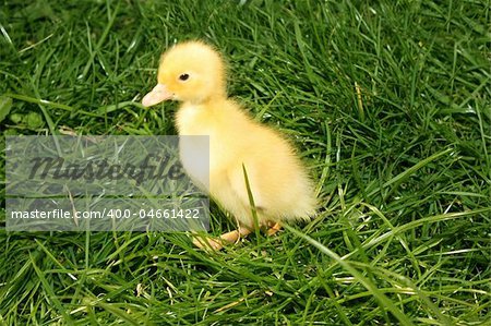 Cute little duckling in the grass