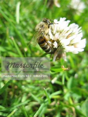 nice bee is sitting on a clover in the grass