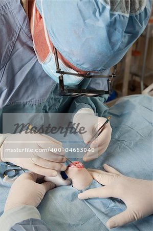 Knee operation being performed on small dog