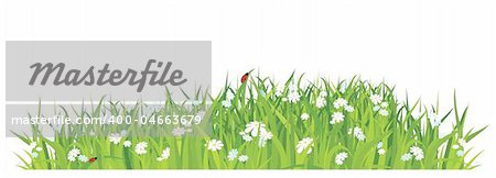 grass and flowers on white background / horizontal / vector