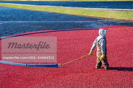 Man harvesting the cranberries in the field