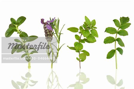 Herb leaf selection of peppermint, lavender, oregano and valerian,  isolated over white background with reflection.