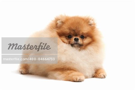 A lying pomeranian spitz isolated on white background