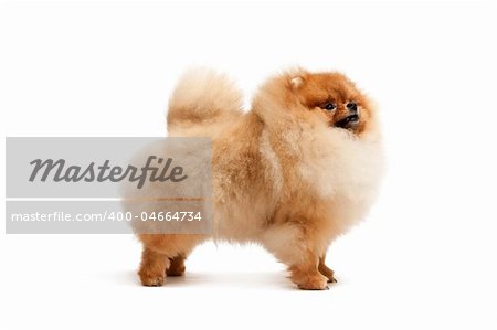 A standing pomeranian spitz, isolated on white background