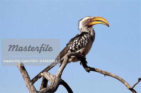 Yellow Billed Hornbill sits in the African sun in a tree