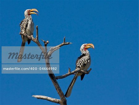 Two Yellow Billed Hornbills sit in the African sun in a tree
