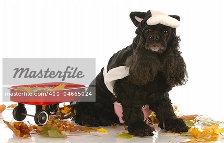american cocker spaniel dressed up as a cow in autumn setting