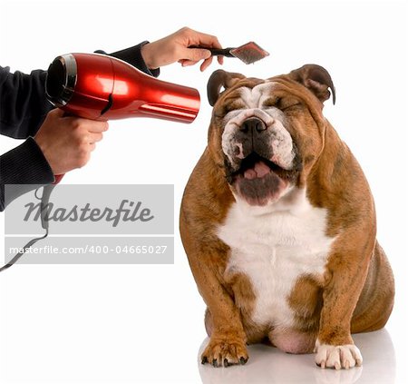 dog getting groomed - english bulldog laughing while being brushed