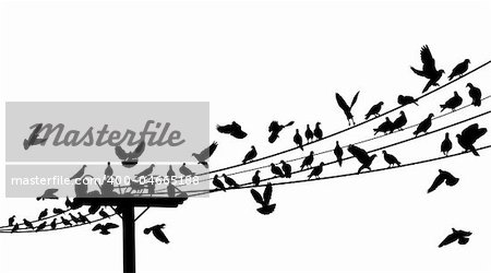 Vector silhouettes of birds roosting on telegraph wires