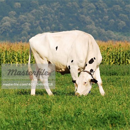 white holstein cow grazing on grass field