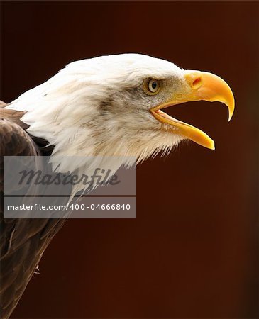 Portrait of an American male Bald Eagle