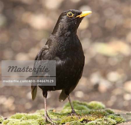 Portrait of a Blackbird
