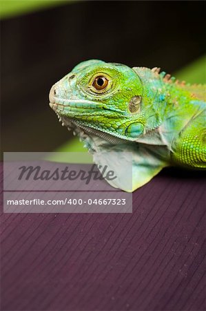 A picture of iguana - small dragon, lizard, gecko