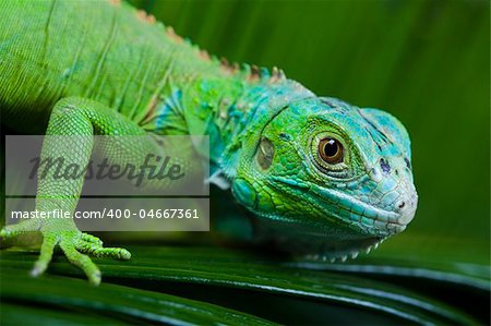 A picture of iguana - small dragon, lizard, gecko