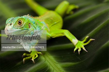 A picture of iguana - small dragon, lizard, gecko