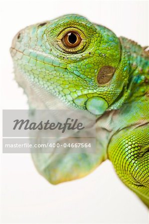 A picture of iguana - small dragon, lizard, gecko