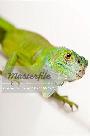 A picture of iguana - small dragon, lizard, gecko