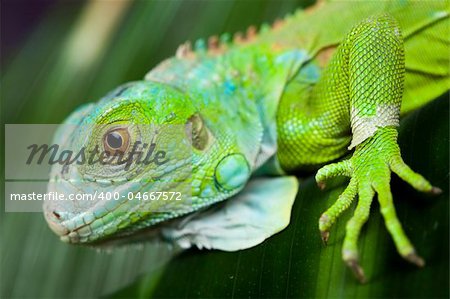 A picture of iguana - small dragon, lizard, gecko