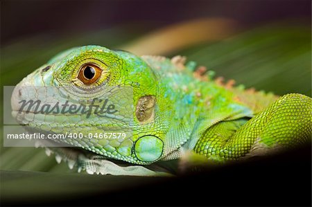 A picture of iguana - small dragon, lizard, gecko