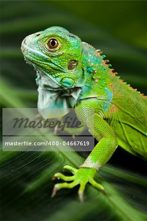 A picture of iguana - small dragon, lizard, gecko