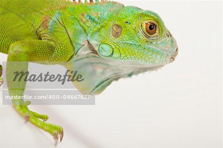 A picture of iguana - small dragon, lizard, gecko