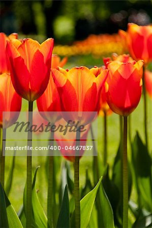 Bouquet of red tulips