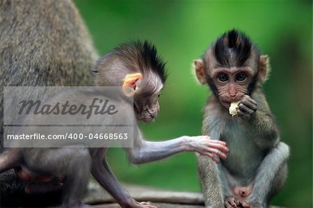 The childs of monkeys. Bali a zoo. Indonesia