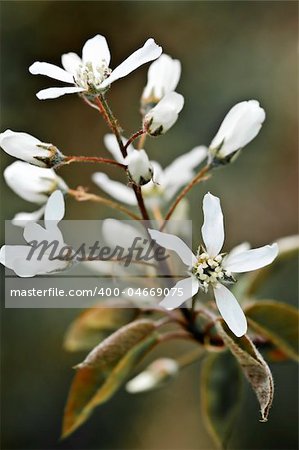 Gentle white spring flowers of the serviceberry shrub