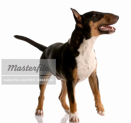 bull terrier - tri color nine month old puppy on white background