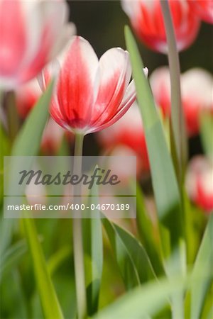 Tulip in garden with red and white color and green grass.