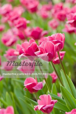 Tulips in flower garden with pink and green color.