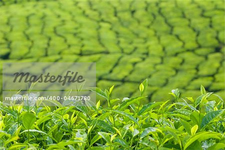 tea plantation at cameron highlands, malaysia