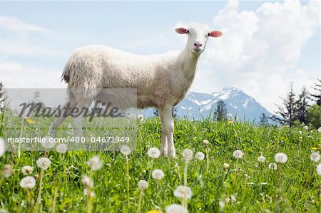 Sheep stands in a meadow of dandelions and looks at the camera. There is a mountain viewable in the background. Horizontal shot.