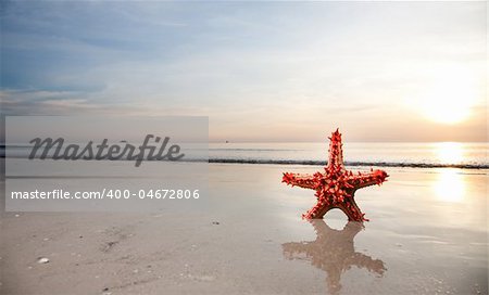 Étoile de mer sur la plage. Collection de voyage.