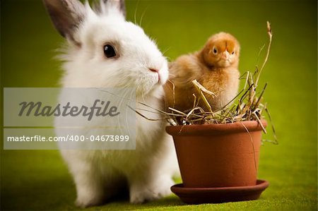 Bunny and chick
