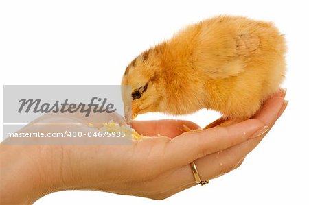 Baby chicken in woman hand eating - isolated