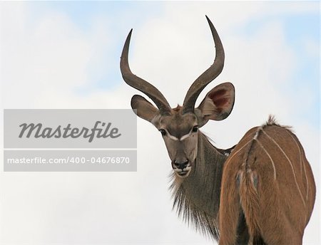 kudu buck head and shoulders showing horns