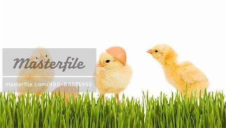 Three fluffy baby chicken in the spring grass - isolated