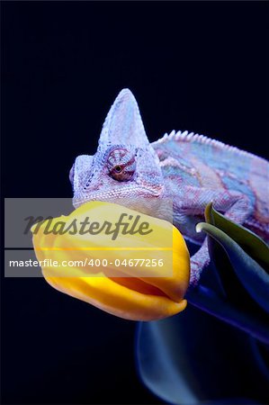 Beautiful big chameleon sitting on a tulip