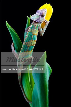 Beautiful big chameleon sitting on a tulip