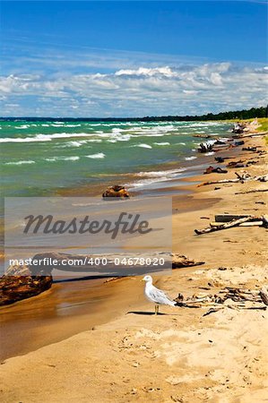 Driftwood on sandy beach with waves and seagull. Pinery provincial park, Ontario Canada