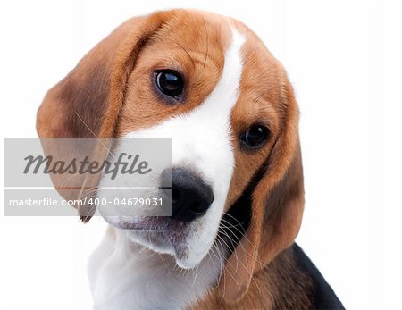 Cute dog. Beagle puppy looking curiously