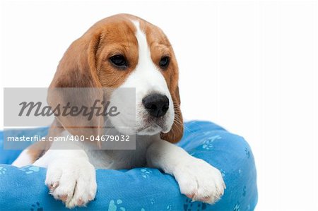 Small dog sitting on its place. Beagle puppy