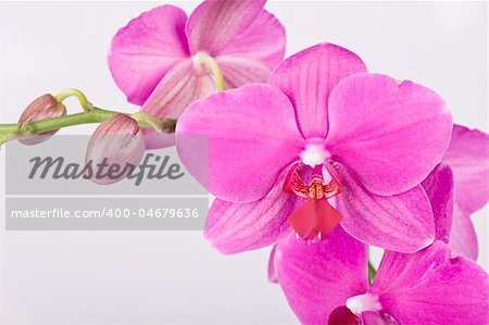 Pink Orchid Isolated on white